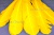 Декоративный Пучок из перьев, перо 23см/желтый - купить в Омске. Цена: 12.19 руб.